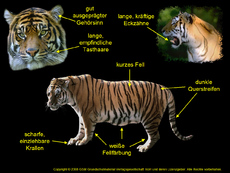 Tiger-Aussehen-Körperbau.jpg